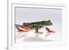 Agalychnis Callidryas-DLILLC-Framed Photographic Print