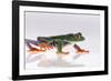 Agalychnis Callidryas-DLILLC-Framed Photographic Print