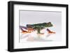 Agalychnis Callidryas-DLILLC-Framed Photographic Print