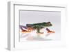 Agalychnis Callidryas-DLILLC-Framed Photographic Print