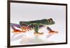 Agalychnis Callidryas-DLILLC-Framed Photographic Print