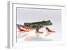 Agalychnis Callidryas-DLILLC-Framed Photographic Print