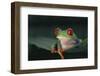 Agalychnis Callidryas-DLILLC-Framed Photographic Print