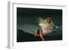 Agalychnis Callidryas-DLILLC-Framed Photographic Print