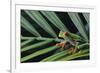 Agalychnis Callidryas-DLILLC-Framed Photographic Print