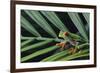 Agalychnis Callidryas-DLILLC-Framed Photographic Print