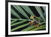 Agalychnis Callidryas-DLILLC-Framed Photographic Print