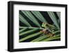 Agalychnis Callidryas-DLILLC-Framed Photographic Print