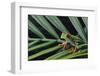 Agalychnis Callidryas-DLILLC-Framed Photographic Print