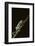 Agalychnis Callidryas-DLILLC-Framed Photographic Print