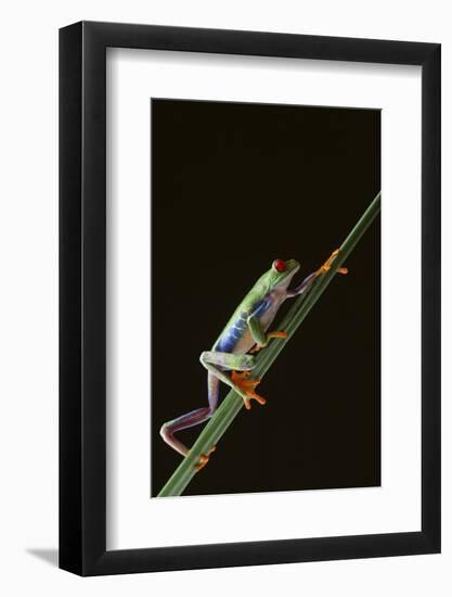 Agalychnis Callidryas-DLILLC-Framed Photographic Print