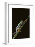 Agalychnis Callidryas-DLILLC-Framed Photographic Print