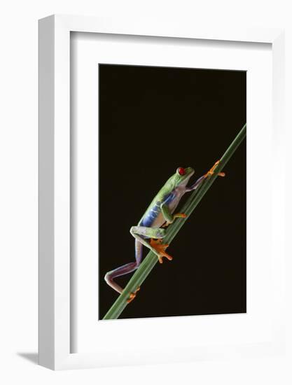 Agalychnis Callidryas-DLILLC-Framed Photographic Print