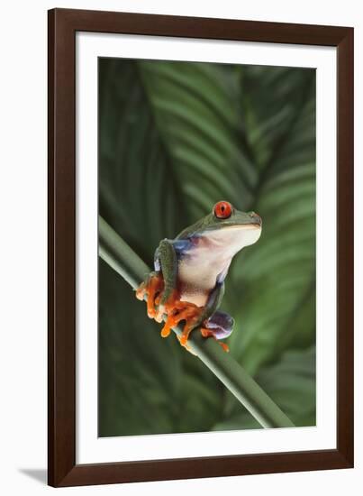 Agalychnis Callidryas-DLILLC-Framed Photographic Print