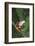 Agalychnis Callidryas-DLILLC-Framed Photographic Print