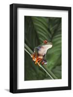 Agalychnis Callidryas-DLILLC-Framed Photographic Print