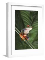 Agalychnis Callidryas-DLILLC-Framed Photographic Print