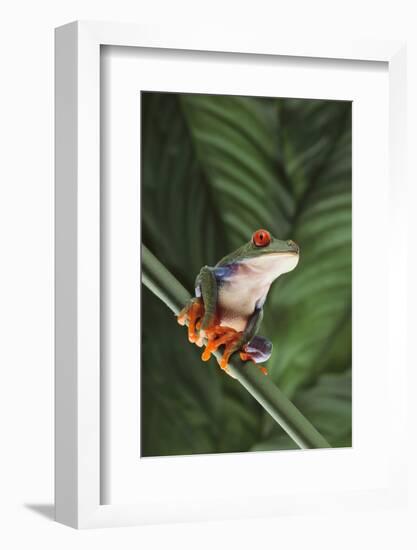 Agalychnis Callidryas-DLILLC-Framed Photographic Print