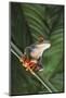 Agalychnis Callidryas-DLILLC-Mounted Photographic Print