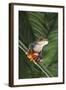 Agalychnis Callidryas-DLILLC-Framed Photographic Print