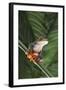 Agalychnis Callidryas-DLILLC-Framed Photographic Print