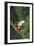 Agalychnis Callidryas-DLILLC-Framed Photographic Print