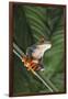 Agalychnis Callidryas-DLILLC-Framed Photographic Print