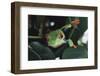 Agalychnis Callidryas-DLILLC-Framed Photographic Print