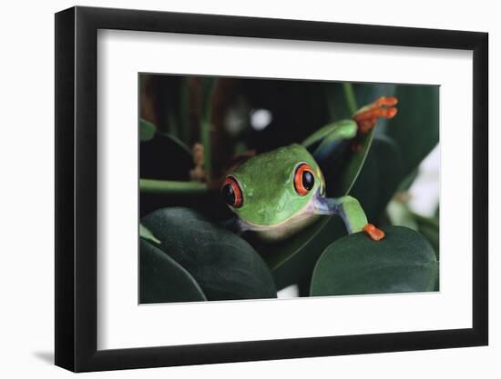 Agalychnis Callidryas-DLILLC-Framed Photographic Print