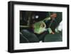 Agalychnis Callidryas-DLILLC-Framed Photographic Print