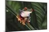 Agalychnis Callidryas-DLILLC-Mounted Photographic Print