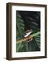 Agalychnis Callidryas-DLILLC-Framed Photographic Print