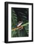 Agalychnis Callidryas-DLILLC-Framed Photographic Print