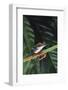 Agalychnis Callidryas-DLILLC-Framed Photographic Print