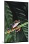 Agalychnis Callidryas-DLILLC-Mounted Photographic Print