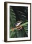 Agalychnis Callidryas-DLILLC-Framed Photographic Print