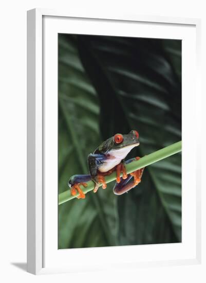 Agalychnis Callidryas-DLILLC-Framed Photographic Print