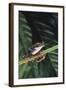 Agalychnis Callidryas-DLILLC-Framed Photographic Print