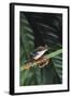 Agalychnis Callidryas-DLILLC-Framed Photographic Print