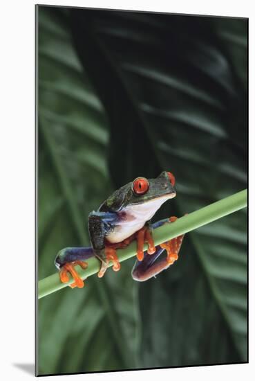 Agalychnis Callidryas-DLILLC-Mounted Photographic Print