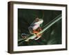 Agalychnis Callidryas-DLILLC-Framed Photographic Print