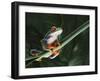 Agalychnis Callidryas-DLILLC-Framed Photographic Print