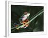 Agalychnis Callidryas-DLILLC-Framed Photographic Print