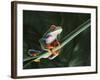 Agalychnis Callidryas-DLILLC-Framed Photographic Print