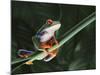 Agalychnis Callidryas-DLILLC-Mounted Photographic Print