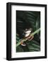 Agalychnis Callidryas-DLILLC-Framed Photographic Print