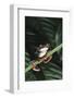 Agalychnis Callidryas-DLILLC-Framed Photographic Print