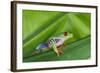 Agalychnis Callidryas-DLILLC-Framed Photographic Print