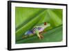 Agalychnis Callidryas-DLILLC-Framed Photographic Print