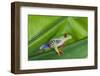 Agalychnis Callidryas-DLILLC-Framed Photographic Print